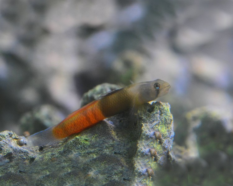Red Banded Goby ~ 3cm - 4cm